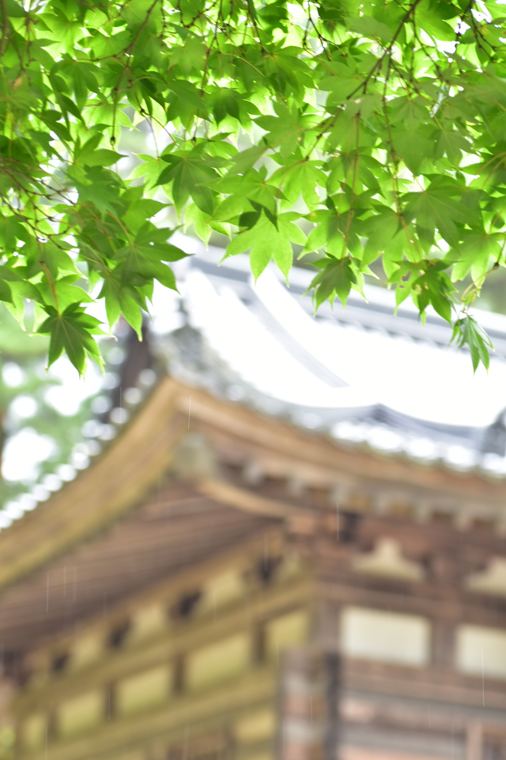 糸のような雨