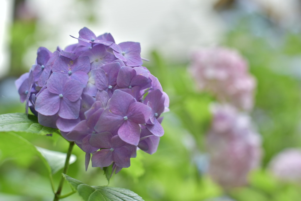 夏の花