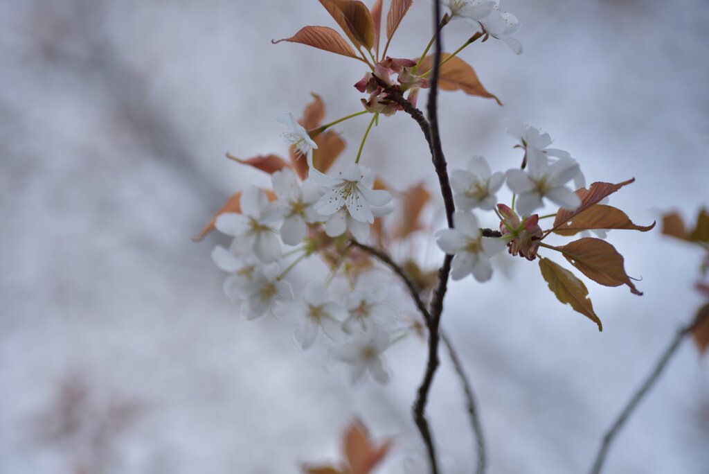 終わりかけの桜・安波山より_花弁