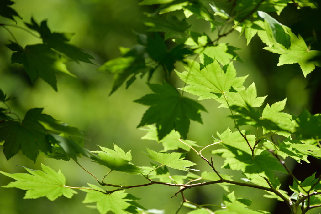 夏の濃緑