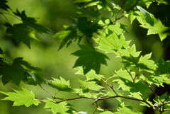 夏の濃緑