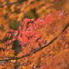 燃ゆ