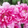 華