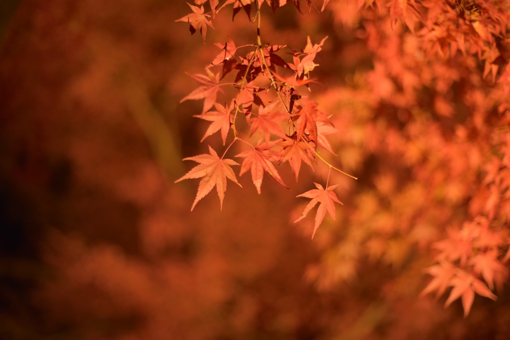 中尊寺　紅葉銀河　橙