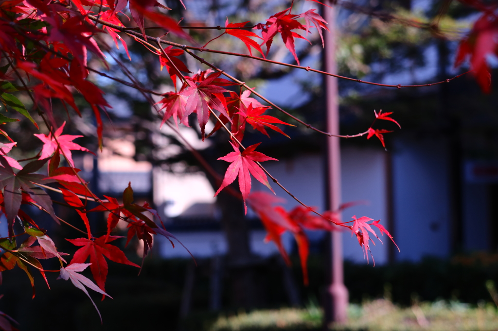 那須高原の紅葉