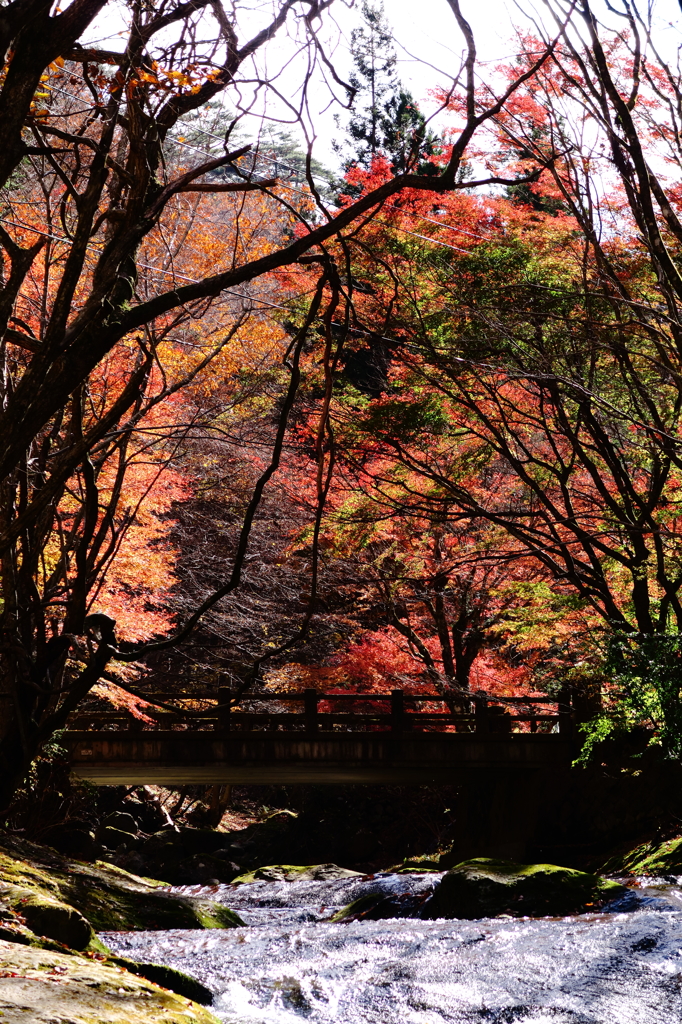 那須高原の紅葉
