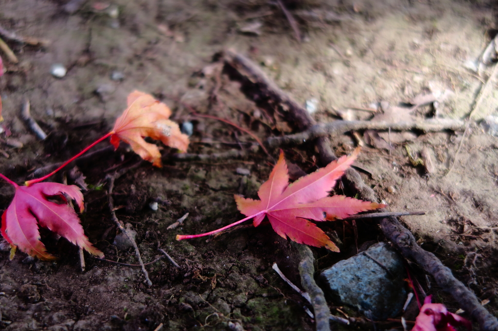 那須高原の紅葉