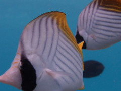 トゲチョウチョウウオ