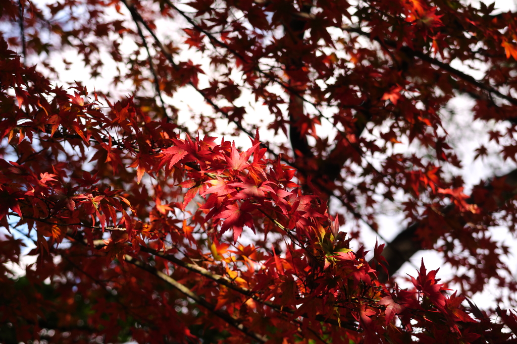 那須高原の紅葉