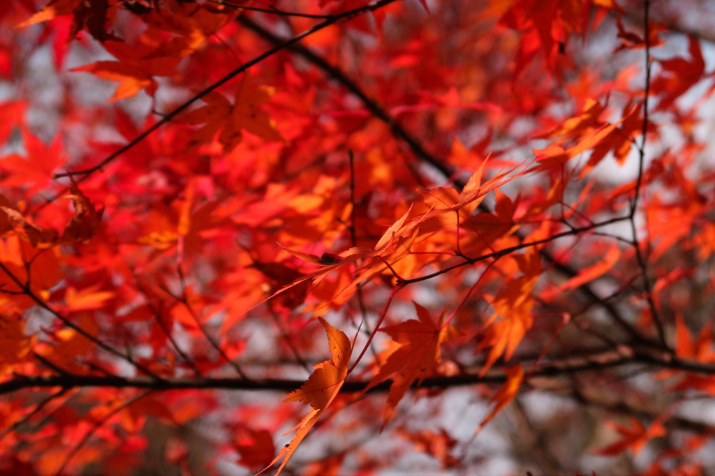 那須高原の紅葉