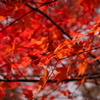 那須高原の紅葉