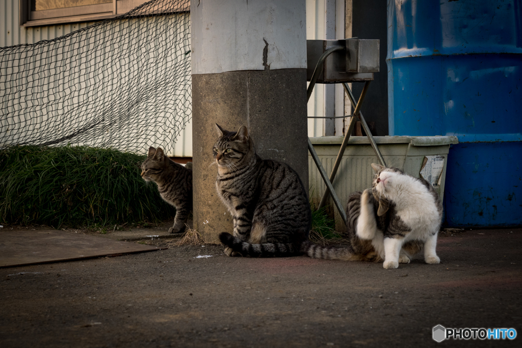 猫ねこネコ