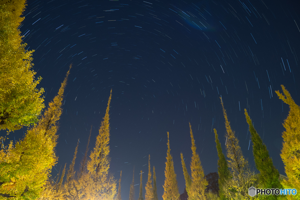 銀杏並木と星景