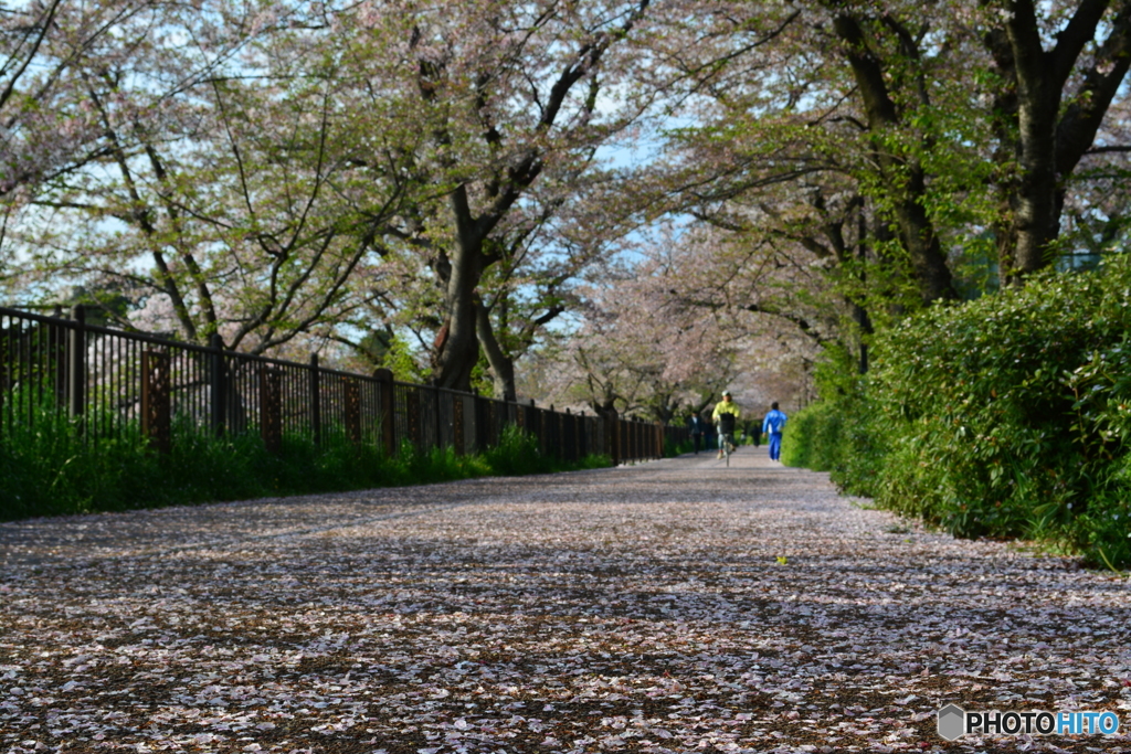 桜の絨毯