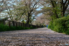 桜の絨毯