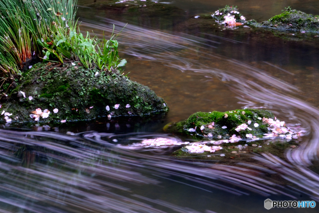 流桜