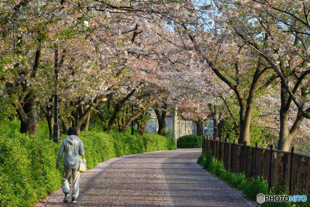 桜道