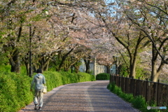 桜道