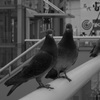 こっちみんな