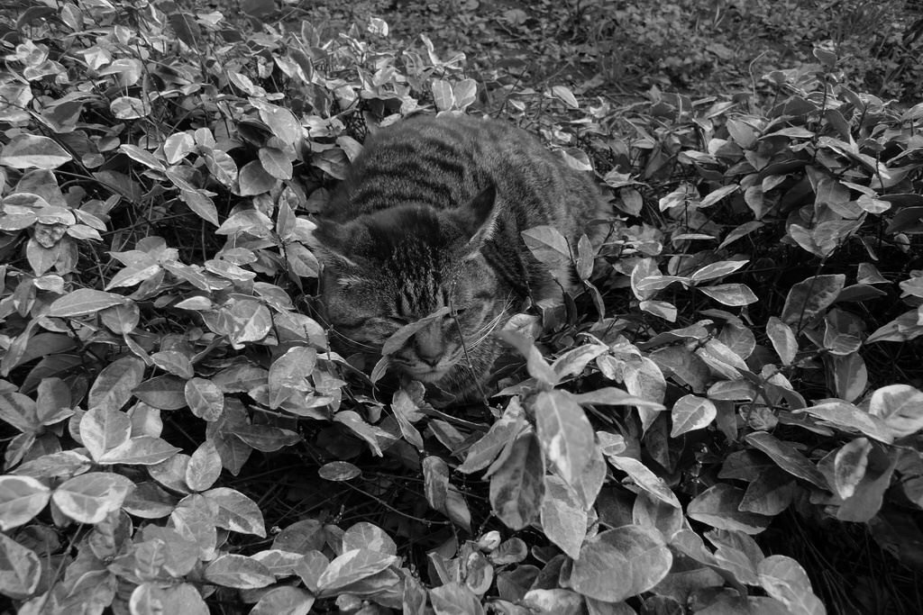 ややカモフラージュ出来た猫ちゃん（笑）