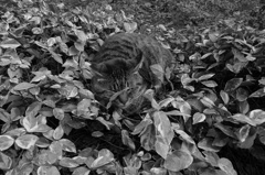 ややカモフラージュ出来た猫ちゃん（笑）