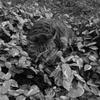 ややカモフラージュ出来た猫ちゃん（笑）