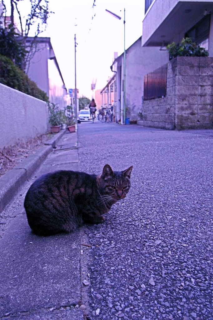 ネコ