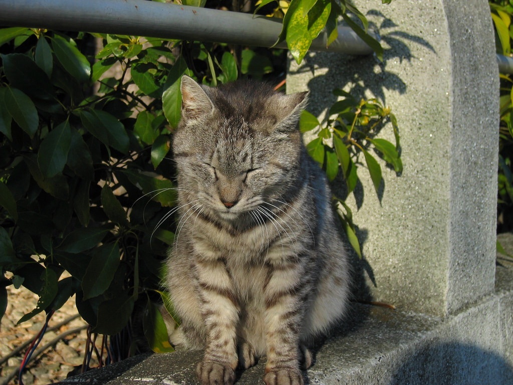 猫ちゃん
