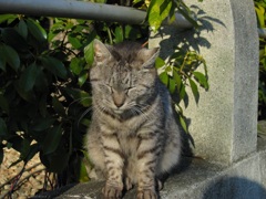 猫ちゃん
