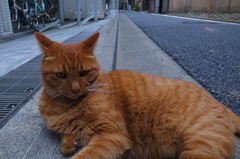眼光するでえネコ