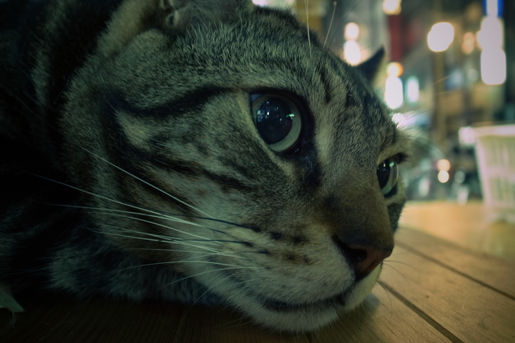 ナルトくん