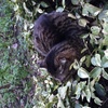 カモフラージュ出来てない猫ちゃんw