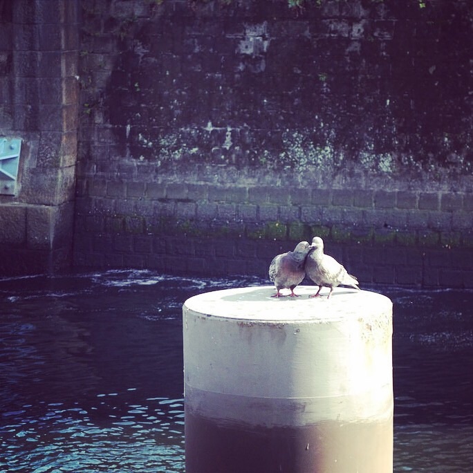 鳩がイチャついてた