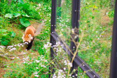 レッサーパンダ