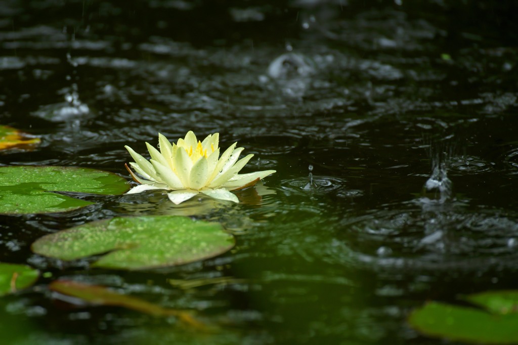 雨の蓮池　２