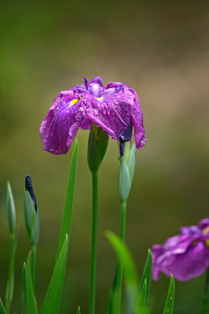 花ショウブの季節　2