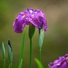 花ショウブの季節　2