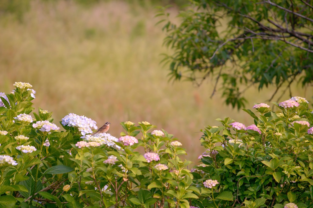 色づくアジサイの花　4