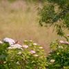 色づくアジサイの花　4