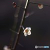暈け