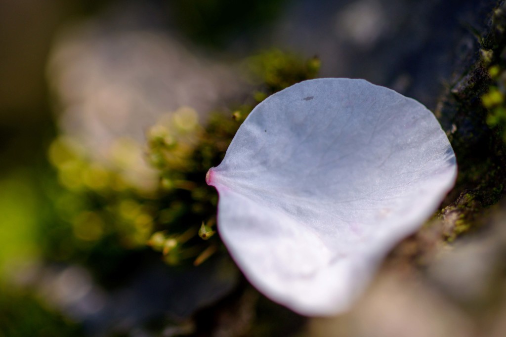 梅の花は見頃です　４完