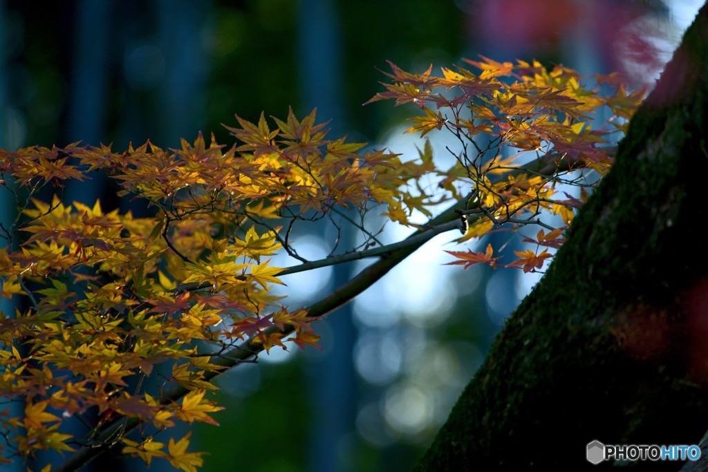 竹林と紅葉