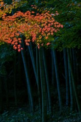 竹林に華やぐ