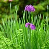 花ショウブの季節　1
