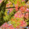 紅葉の兆し　4