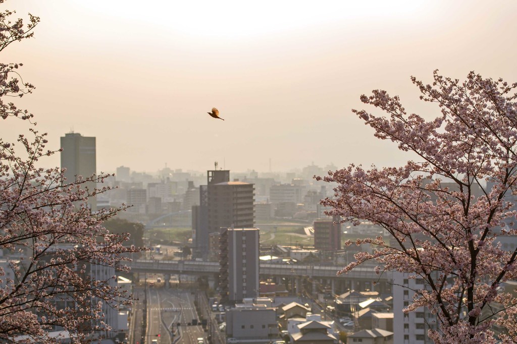 桜色の朝　3