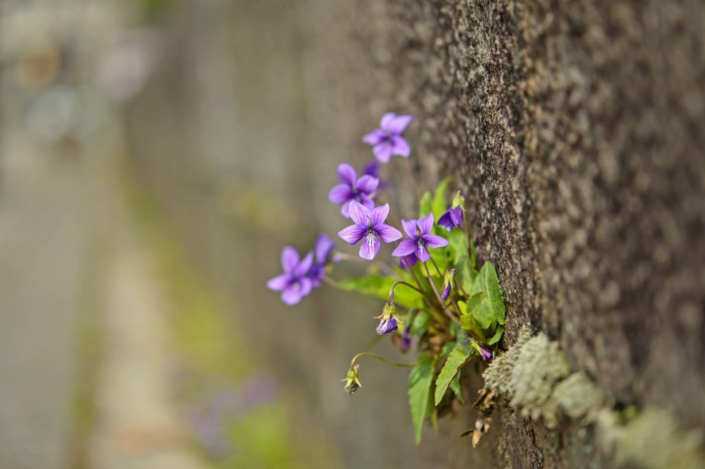 菫