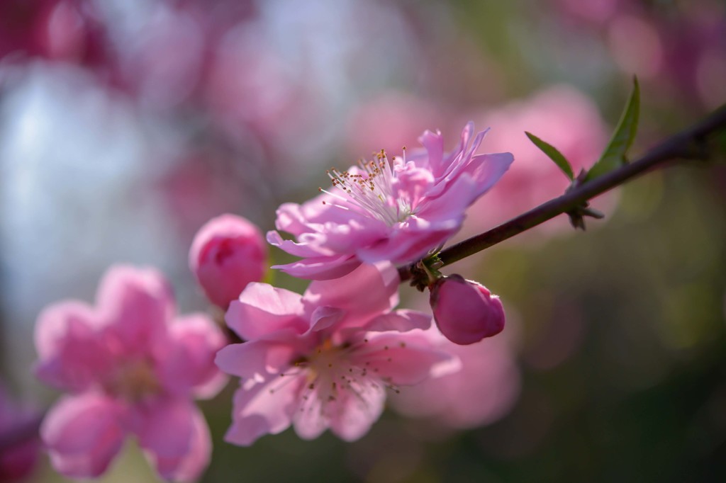 桃花