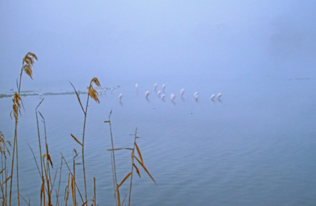 湖の朝霧　２
