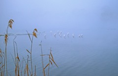 湖の朝霧　２